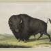 Buffalo Bull Grazing